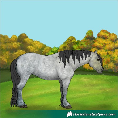 Horse Color:Blue Ice Roan 