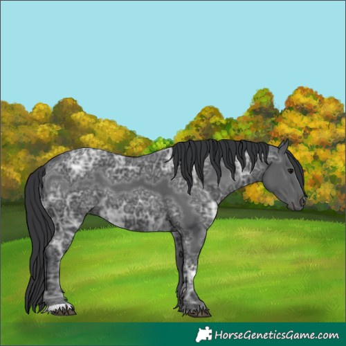 Horse Color:Unknown 