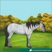 Horse Color:Blue Ice Roan 