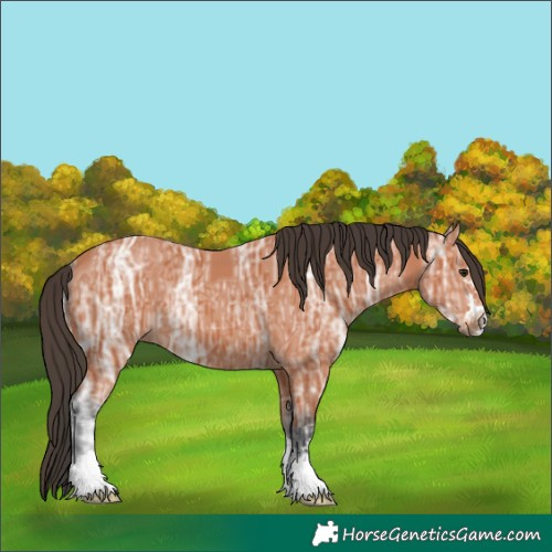 Horse Color:Bay Ice 