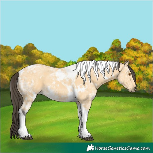 Horse Color:White Spotted Buckskin Ice Tobiano