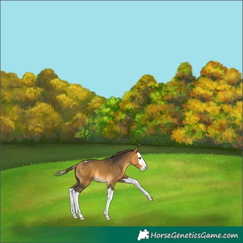Horse Color:Buckskin Splash Blanket 