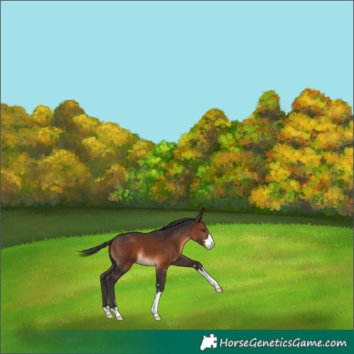 Horse Color:Brown Appaloosa 