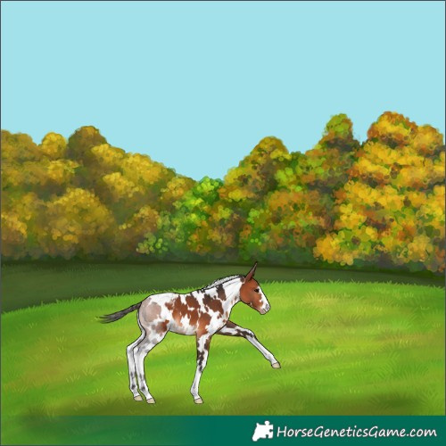Horse Color:White Spotted Bay Appaloosa 