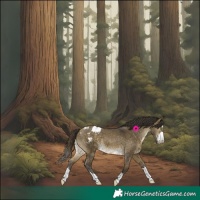 Horse Color:Buckskin Dun Appaloosa 