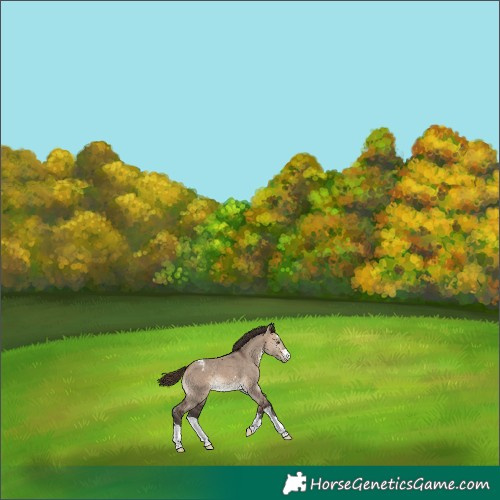 Horse Color:Bay Dun Appaloosa 