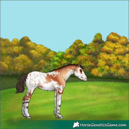 Horse Color:White Spotted Bay Onyx Appaloosa 