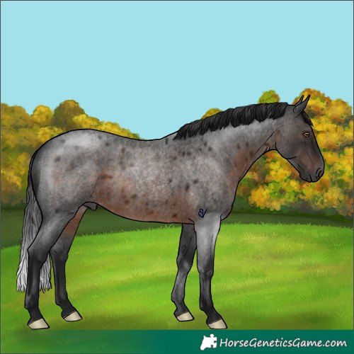 Horse Color:Gray Brown Roan Rabicano 