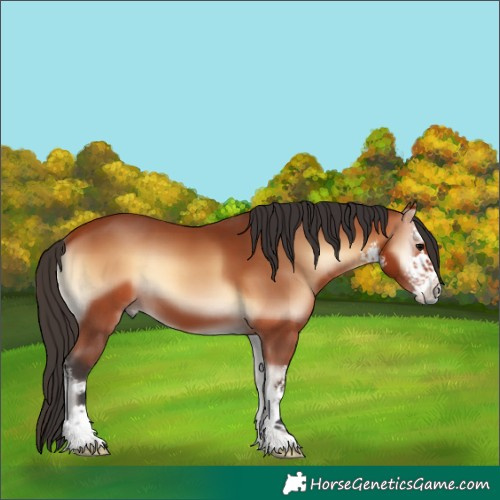 Horse Color:White Spotted Bay Onyx 