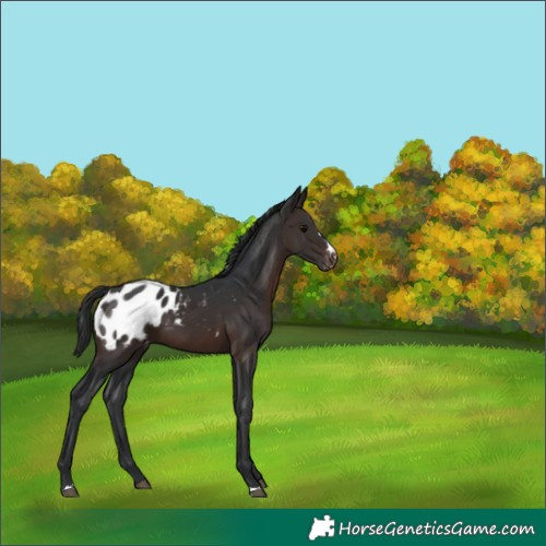 Horse Color:Brown Appaloosa 