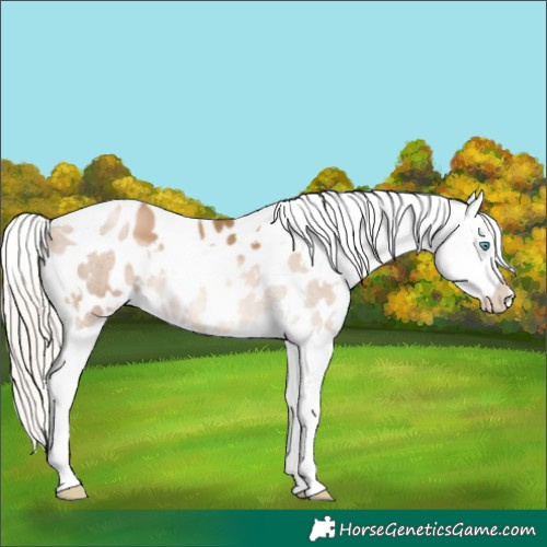 Horse Color:White Spotted Chocolate Palomino Pearl Appaloosa 