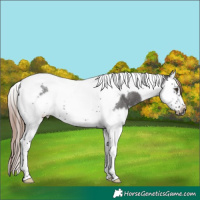 Horse Color:Liver Red Roan Splash Tobiano Frame