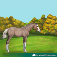 Horse Color:Silver Blue Roan Splash 