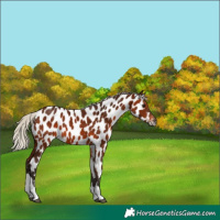 Horse Color:Gray Silver Bay Tobiano Leopard 