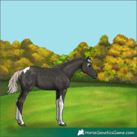 Horse Color:Gray Silver Black Tobiano 