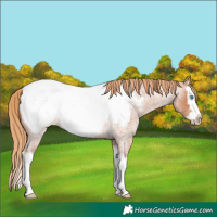 Horse Color:Red Roan Splash Frame Appaloosa Rabicano 