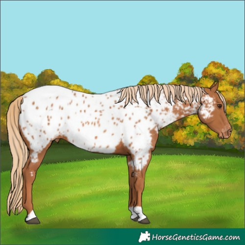 Horse Color:Chestnut Near Leopard 