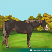 Horse Color:Liver Chestnut Splash