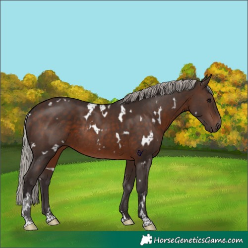 Horse Color:White Spotted Silver Brown Rabicano 