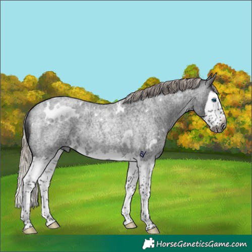 Horse Color:Gray White Spotted Silver Brown Roan Splash Rabicano 