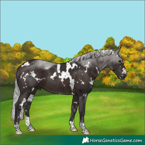 Horse Color:White Spotted Silver Brown Rabicano 