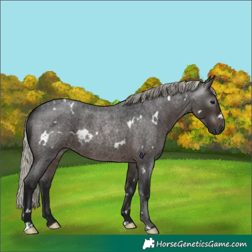 Horse Color:Gray White Spotted Silver Brown Roan Rabicano 