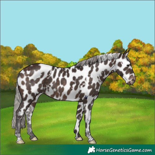 Horse Color:White Spotted Silver Brown Near Leopard Rabicano 