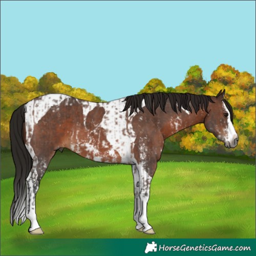 Horse Color:Gray Bay Sabino Varnish  and Gray Bay Sabino Splash Tobiano 