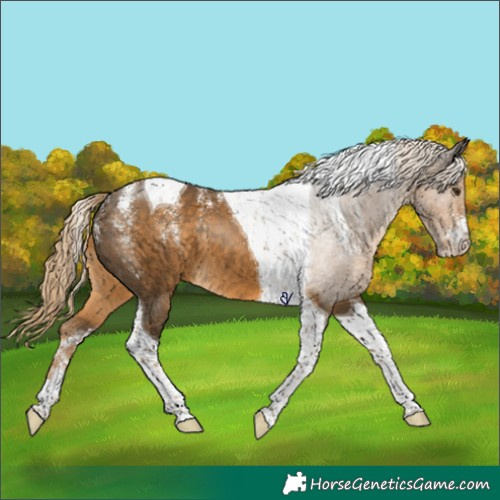 Horse Color:Powder White Chocolate Palomino Tobiano 