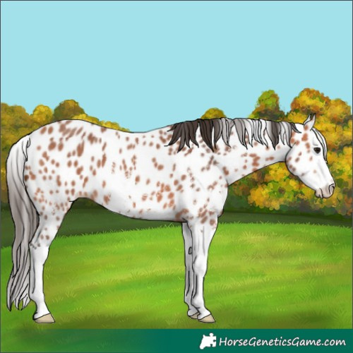 Horse Color:Bay Sabino Splash Appaloosa 
