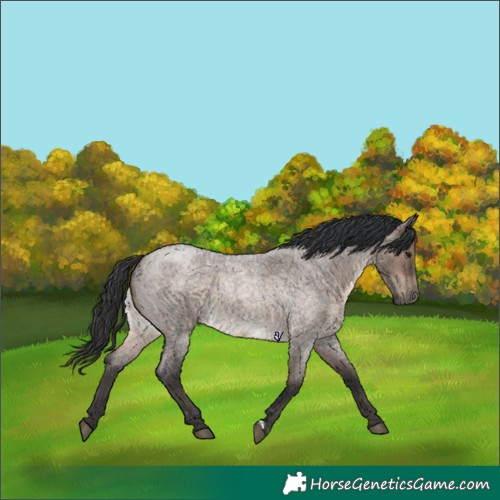 Horse Color:Brown Roan Dun 