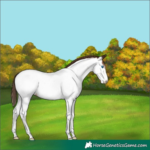 Horse Color:Liver Chestnut Splash Near Fewspot 