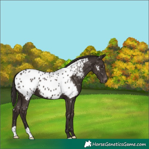 Horse Color:Liver Chestnut Near Leopard 