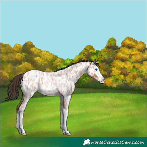 Horse Color:Bay Roan Splash Near Leopard 