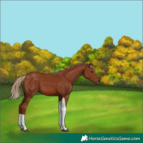 Horse Color:Chestnut Tobiano 