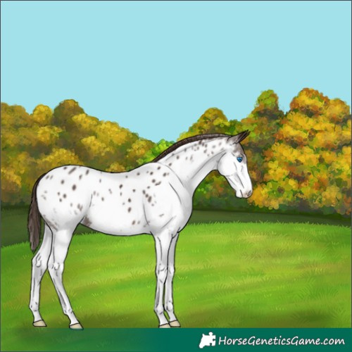 Horse Color:Liver Chestnut Splash Near Leopard 