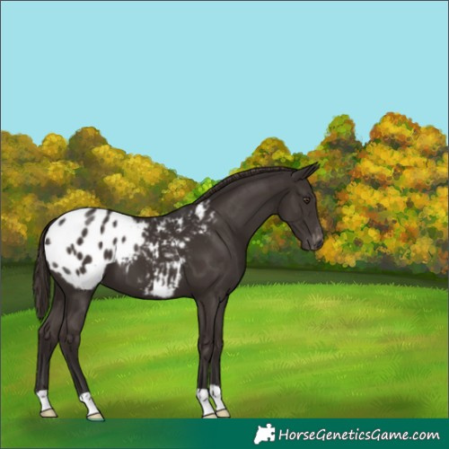 Horse Color:Liver Chestnut Appaloosa 