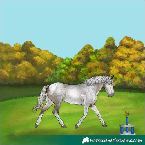 Horse Color:Gray Silver Buckskin Tobiano Frame Rabicano 