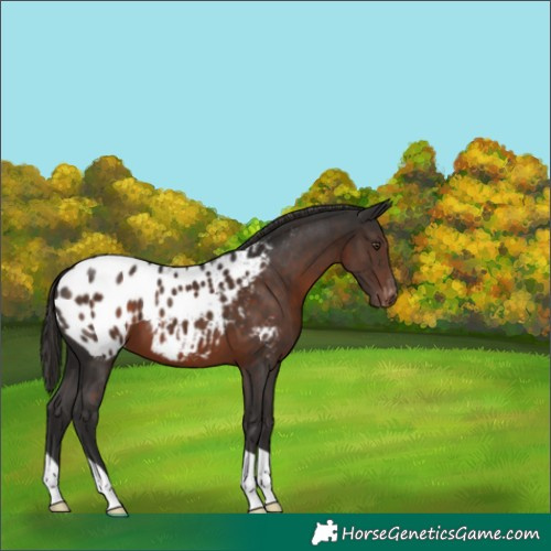 Horse Color:Liver Chestnut Appaloosa 