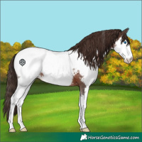 Horse Color:Liver Chestnut Splash Snowcap 