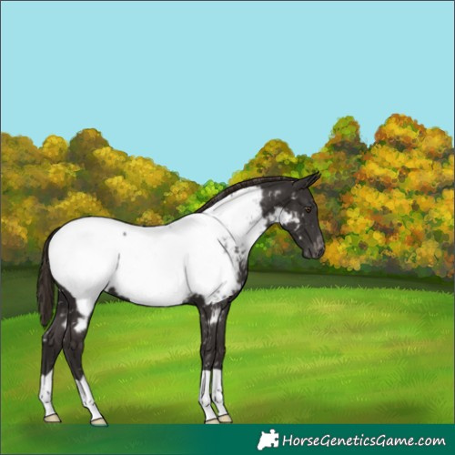 Horse Color:Liver Chestnut Near Fewspot 