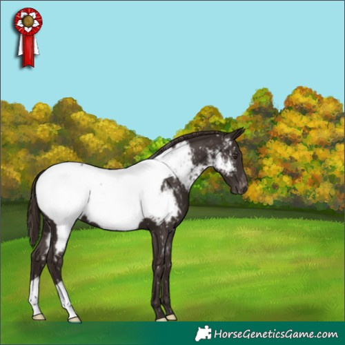 Horse Color:Liver Chestnut Near Fewspot 