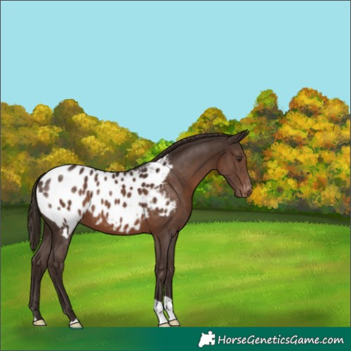 Horse Color:Liver Chestnut Appaloosa 