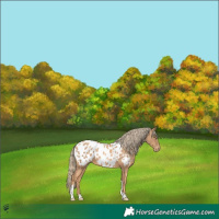 Horse Color:Gold Champagne Tobiano Appaloosa 