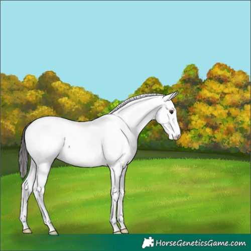 Horse Color:Liver Chestnut Fewspot 
