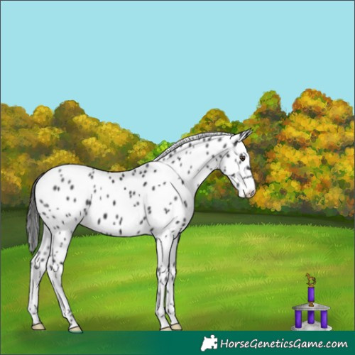 Horse Color:Liver Chestnut Appaloosa 