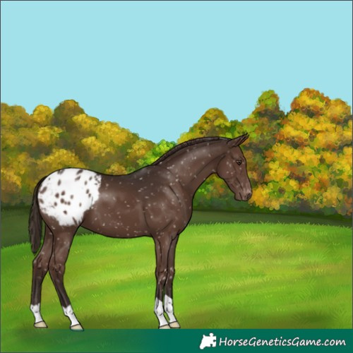 Horse Color:Liver Chestnut Appaloosa 