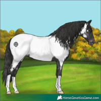 Horse Color:Liver Chestnut Appaloosa 