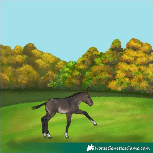 Horse Color:Brown Dun Tobiano Rabicano 