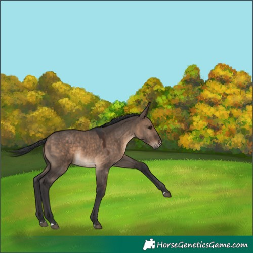 Horse Color:Brown Dun 